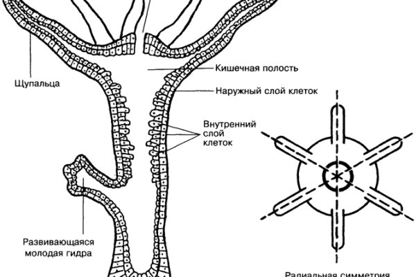 Актуальные ссылки на кракен тор